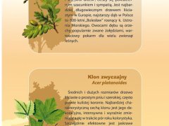 Ścienna plansza szkolna do biologii z cyklu bioróżnorodność Polski, przedstawiająca 15 gatunków drzew liściastych charakterystycznych dla polskiej flory