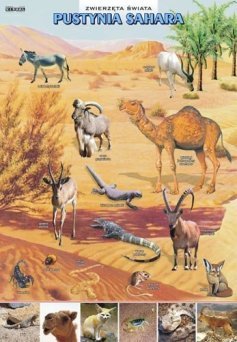 Zwierzęta świata - pustynia Sahara - ścienna plansza dydaktyczna