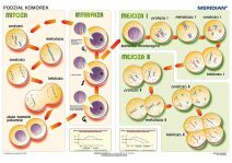 Plansze - biologia ogólna