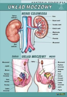 Układ moczowy - ścienna plansza dydaktyczna