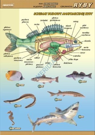 Ryby – budowa anatomiczna - ścienna plansza dydaktyczna