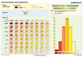 Podstawy genetyki - dziedziczenie wielogenowe - ścienna plansza dydaktyczna