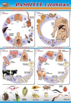 Pasożyty człowieka - ścienna plansza dydaktyczna