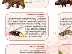 Ścienna plansza szkolna do biologii przedstawiająca 21 gatunków niebezpiecznych zwierząt i roślin występujących w Polsce.