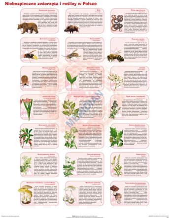 Ścienna plansza szkolna do biologii przedstawiająca 21 gatunków niebezpiecznych zwierząt i roślin występujących w Polsce.