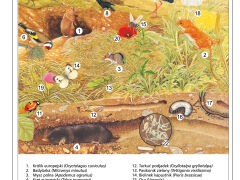 Ekosystem łąki i pola - 2