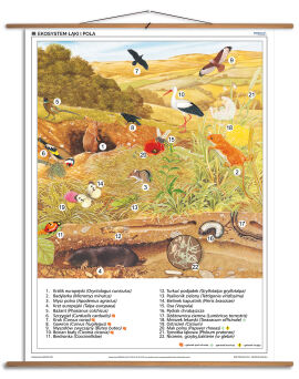 Ekosystem łąki i pola
