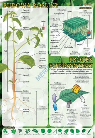 Budowa rośliny, proces fotosyntezy - ścienna plansza dydaktyczna