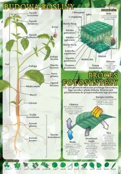 Budowa rośliny, proces fotosyntezy - ścienna plansza dydaktyczna