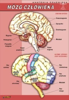 Mózg człowieka - ścienna plansza dydaktyczna