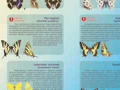 Ścienna plansza szkolna do biologii przedstawiająca 21 gatunków motyli dziennych i nocnych. 