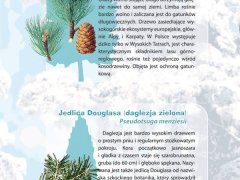 Ścienna plansza szkolna do biologii z cyklu bioróżnorodność Polski, przedstawiająca 15 gatunków drzew i krzewów iglastych.