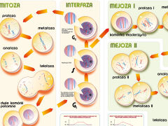 Podstawy genetyki - podział komórek - 2