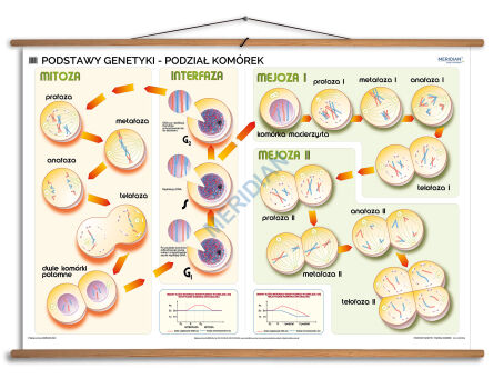 Podstawy genetyki - podział komórek