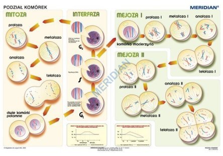 Ścienna plansza szkolna do biologii przedstawiająca przystępnie mechanizmy podziałów komórkowych. 