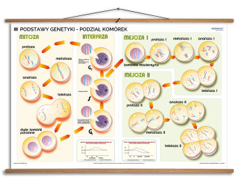 Podstawy genetyki - podział komórek