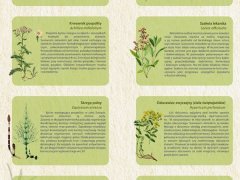 Ścienna plansza szkolna do biologii przedstawiająca 21 gatunków roślin i ziół leczniczych spotykanych na naszych polach, łąkach, w lasach i ogrodach. 