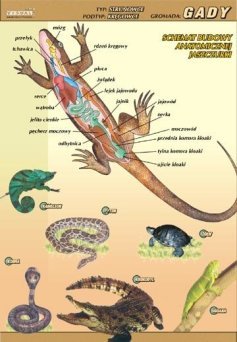 Gady – budowa anatomiczna - ścienna plansza dydaktyczna