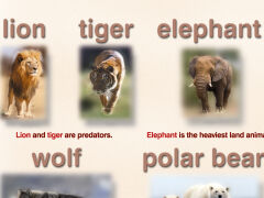 Wild animals - 2