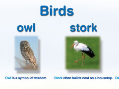 Wild animals - 3