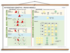 Podstawy genetyki - rabatowy komplet 5 plansz dydaktycznych - 8