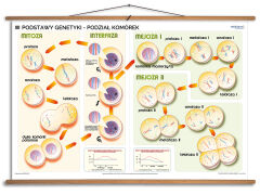 Podstawy genetyki - rabatowy komplet 5 plansz dydaktycznych - 10
