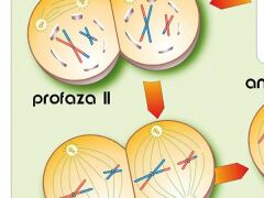 Komplet 5 ściennych plansz szkolnych do biologii przedstawiających przystępnie podstawowe zagadnienia z genetyki. 