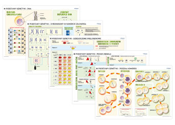 Podstawy genetyki - rabatowy komplet 5 plansz dydaktycznych