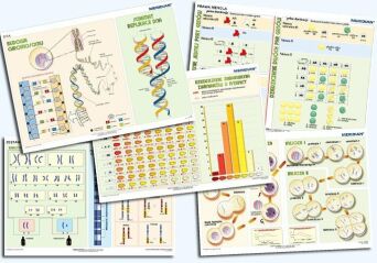 PODSTAWY GENETYKI - rabatowy komplet 5 ściennych plansz dydaktycznych