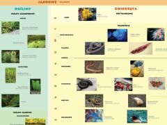 Ścienna plansza szkolna do biologii przedstawiająca klasyfikację organizmów żywych w najnowszym ujęciu.