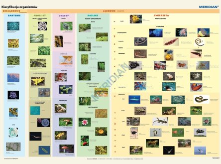 Ścienna plansza szkolna do biologii przedstawiająca klasyfikację organizmów żywych w najnowszym ujęciu.
