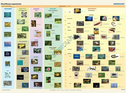 Ścienna plansza szkolna do biologii przedstawiająca klasyfikację organizmów żywych w najnowszym ujęciu.