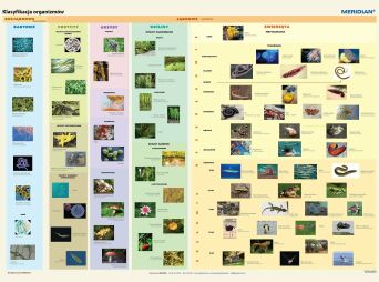 Klasyfikacja organizmów - ścienna plansza dydaktyczna