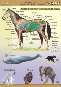 Ssaki – budowa anatomiczna - ścienna plansza dydaktyczna