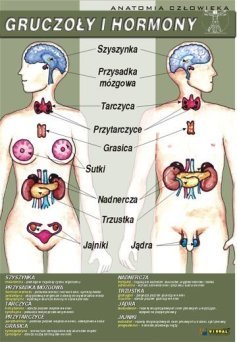 Gruczoły i hormony - ścienna plansza dydaktyczna