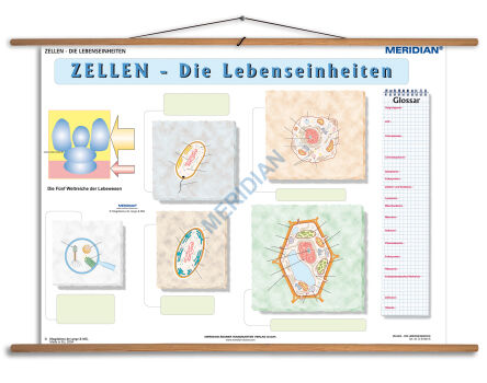 Zellen die Lebensseinheiten Übungsseite