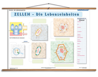 Zellen die Lebensseinheiten Übungsseite