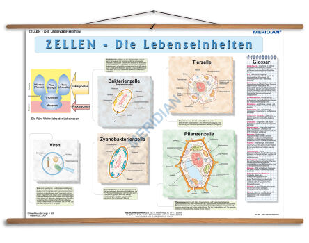 Zellen die Lebensseinheiten
