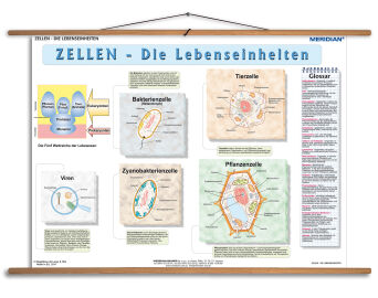 Zellen die Lebensseinheiten