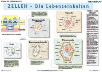 Zellen die Lebensseinheiten - ścienna plansza dydaktyczna