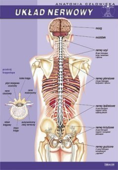 Układ nerwowy - ścienna plansza dydaktyczna