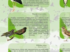 Ścienna plansza szkolna do biologii z cyklu bioróżnorodność Polski, przedstawiająca 21 gatunków ptaków, które zasiedlają nasze łąki i lasy