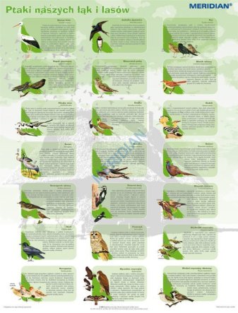 Ścienna plansza szkolna do biologii z cyklu bioróżnorodność Polski, przedstawiająca 21 gatunków ptaków, które zasiedlają nasze łąki i lasy