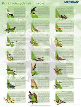 Ptaki naszych łąk i lasów - ścienna plansza dydaktyczna