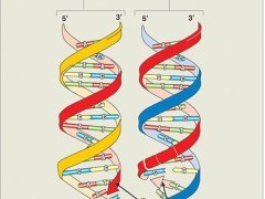 Ścienna plansza do biologii przedstawiająca budowę chromosomu i mechanizmy replikacji DNA