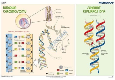 Ścienna plansza do biologii przedstawiająca budowę chromosomu i mechanizmy replikacji DNA