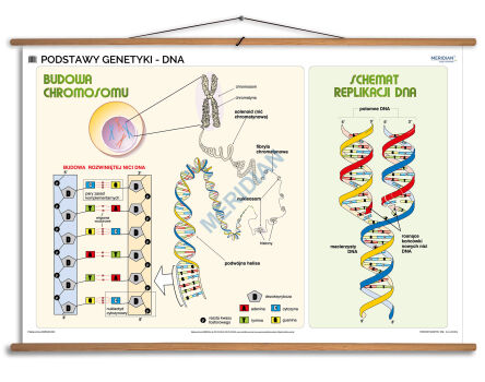 Podstawy genetyki - DNA