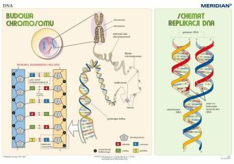 Podstawy genetyki DNA - ścienna plansza dydaktyczna