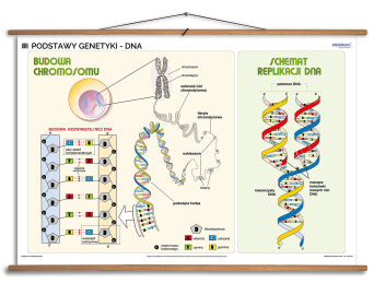 Podstawy genetyki - DNA