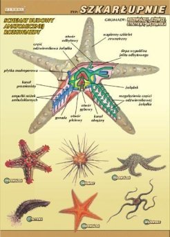 Szkarłupnie – budowa anatomiczna - ścienna plansza dydaktyczna